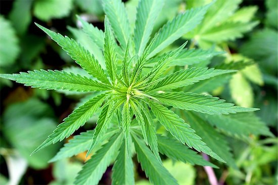 An image of a marijuana plant.
