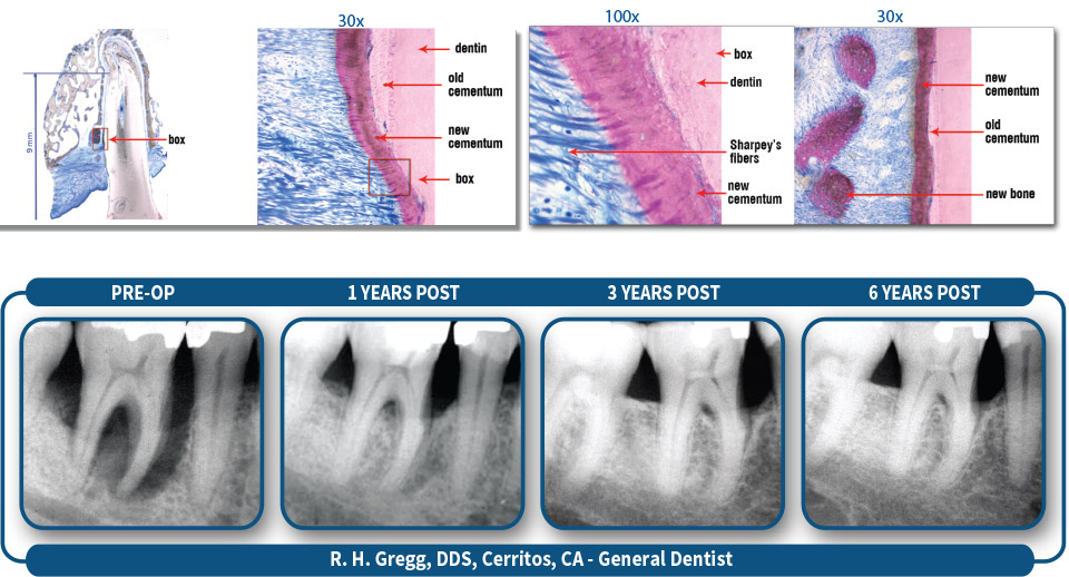 Proven with Human Histology
